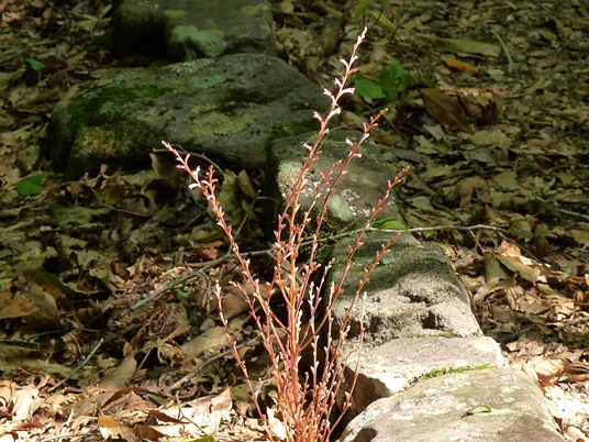 {Epifagus virginiana}